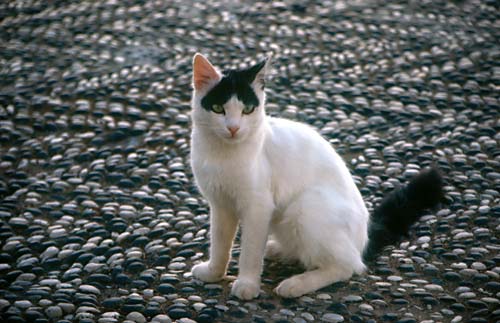 A postcard from Symi